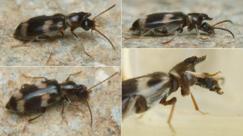 Notoxus trifasciatus